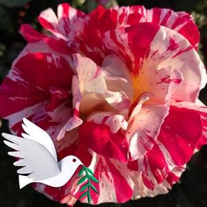 Meet your Posher, Corazon